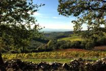 Castellare Vineyards