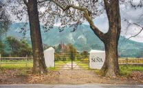 Sena Vineyard