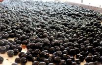 Sorting Grapes