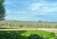 Bordeaux Vineyard