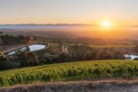 Klein Constantia Vineyard sunset.jpg