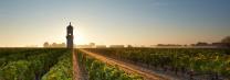 Bordeaux Vineyard